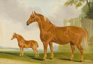 Suffolk Mare and Foal