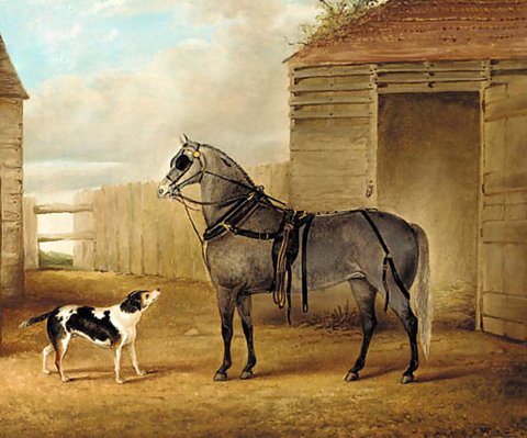 A Saddled Grey Horse