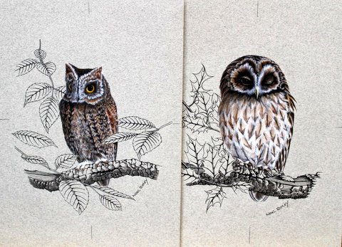 Study of Owls upon Branches