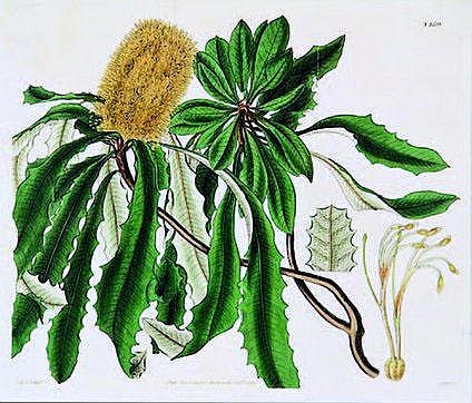 Banksia paludosa (swamp Banksia)
