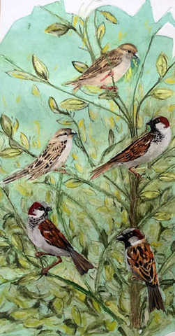 Sparrows in a Bungay Garden